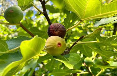 Casa das Raposas - Foto 30