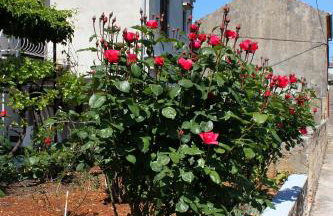 Holiday apartments Veli Iz, Iz - 6253 - Foto 8