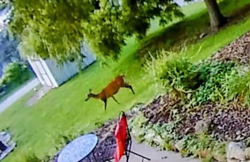 Cottage on the Mississippi Venue and dog friendly - Foto 44