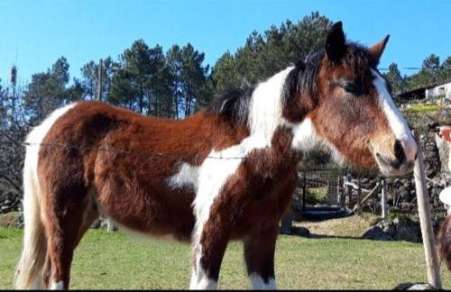 Casinha Estrela da Encosta - Gerês - Foto 14