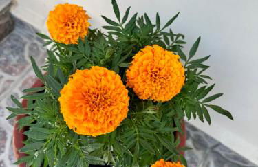 George's & Amalia's appartments 2 - Foto 76