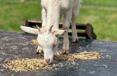 Pheasants Nook - Foto 39