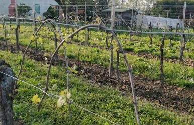 Agriturismo L'Albara - Wines, Pool & SPA - Foto 73