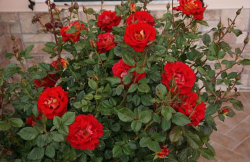 Residence San Salvatore - Foto 41