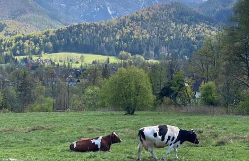Apartament Poleczka Zakopane Kościelisko - Foto 42