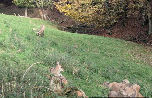 Eifel-Ferienhaus Landblick - Foto 38
