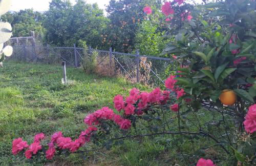 aranceto dell'Etna - Foto 11