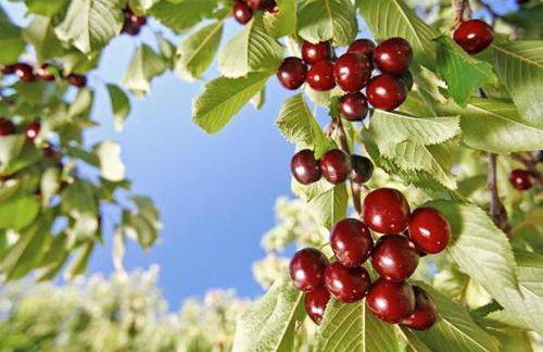 Apartamentos Dacris - Foto 62