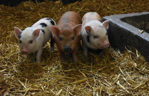Landhaus am Bauernhof im Ostseeland - Foto 17