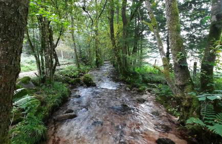 GITE DES 3 JONQUILLES - Foto 26