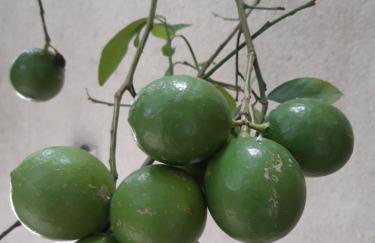 Apartments studio Vukman Novalja - Photo 11