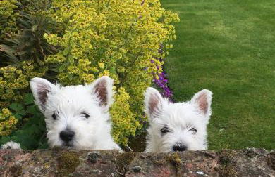Chirk Cottage at Hill House Farm Cheshire - Photo 23