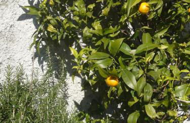 Agriturismo OlivArancio - Foto 62