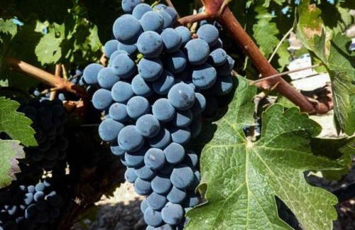 Sobreiro's Villa in Douro Valley - Photo 47