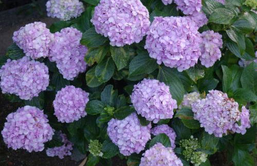 Vacanze a Villa Ortensia - Foto 67