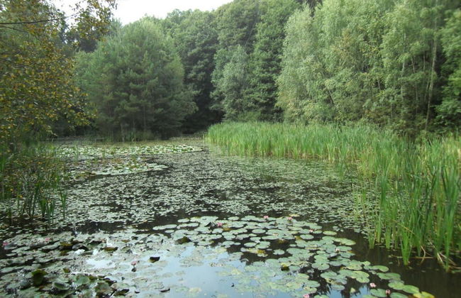 Holiday Apartment Anita Wald - Foto 17