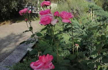 La vie en rose - Photo 50