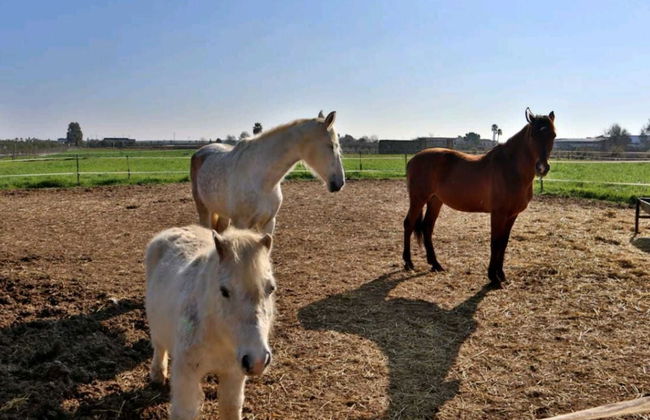Casa Rural Ecuestre - Foto 43