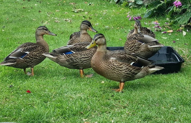 Paddock Cottage - Thorpe Arnold, Melton Mowbray - Foto 15