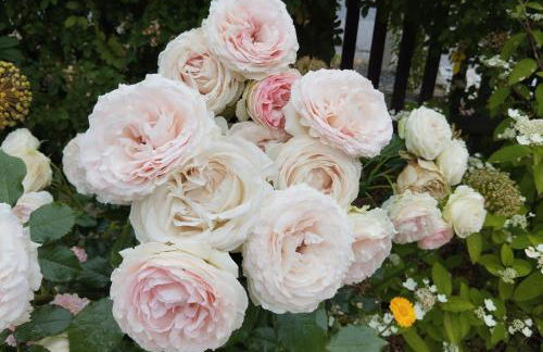 Sophienquelle Schweizermühle - Foto 19