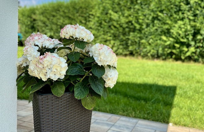 Doksy Ldmb002 in Doksy - Foto 6