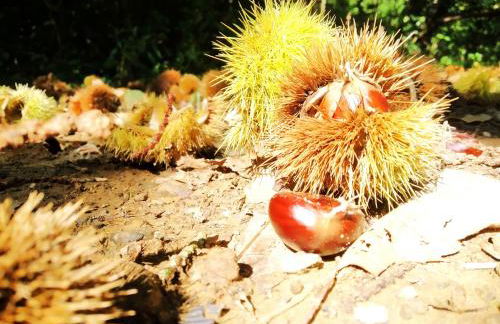 A Casa Del Tosi - Foto 60