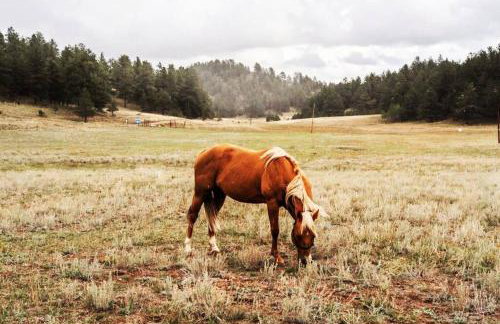New! Charming cozy Cabin Colorado National Forest - Foto 3