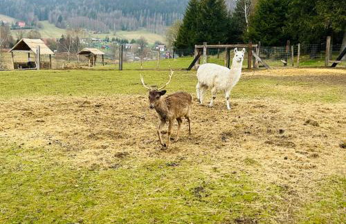 Sielanka Chwaliszów dom całoroczny - Foto 37