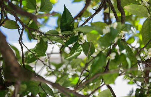 Casa do Vale - Moradia-Rio Minho-Seixas-Caminha - Casa de férias completa com piscina - Foto 58