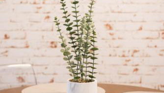 Apartamentos Eras Centro - Foto 5