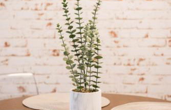 Apartamentos Eras Centro - Foto 5