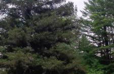 TeePee Room 9-Newly Renovated - Foto 12