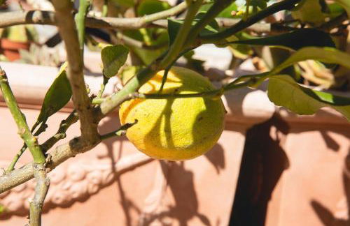 La Gatta Nel Borgo - Foto 42