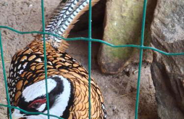 Ferienwohnung Goldfasan - Foto 38