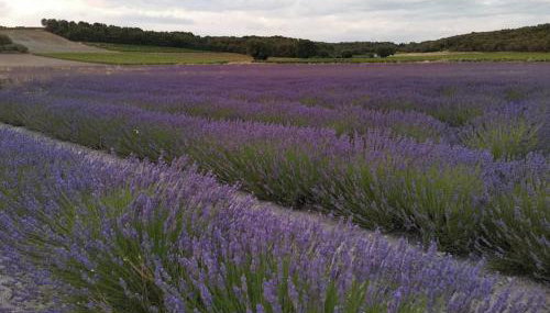Les lauriers - Foto 5