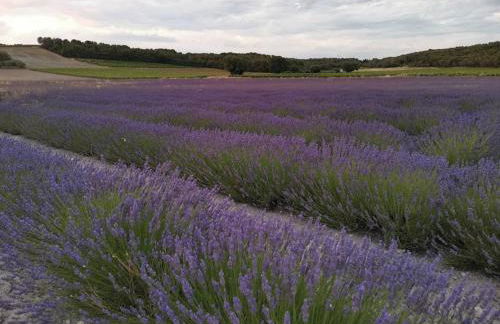 Les lauriers - Foto 5