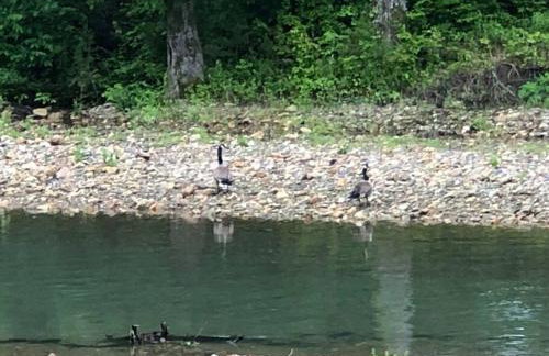 Caddo Cabin on Collier Creek - Foto 33