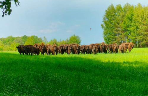 Gospodarstwo Agroturystyczne ŻARNOWIEC - Foto 32