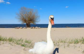 Ferienwohnung ab zum Haff - Foto 11