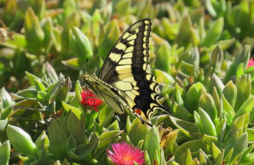 Villa in Makry Gialos Near Sandy Beach - Foto 37