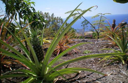 The Pineapple Express Hot Tub Volcano 65 Mi Away - Foto 19