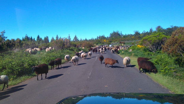 Caprette sulla strada