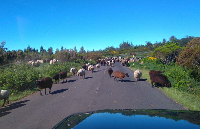 Half-Day Jeep Safari Tour - Photo 3