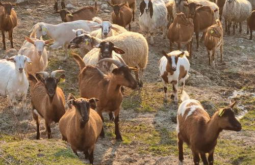 Agriturismo Caperroni - Foto 22