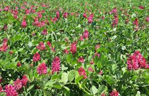 Casa Parrinello Maletto Etna - Foto 27