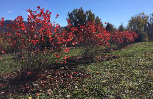 Planinska kuća Dasović - Foto 26