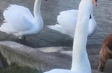 RIVER RETREAT- near Holloway U, Thorpe Park and Heathrow airport - Foto 22