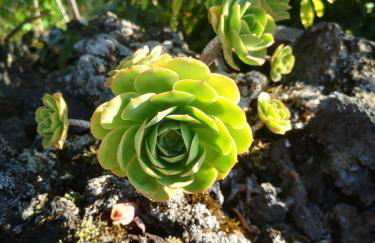 Adega Baía Azul - The essence of Pico - Photo 18