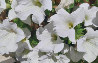 Villa Ornella - Foto 15