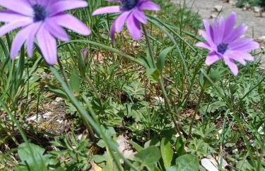 CASA DIDYMA - Foto 68